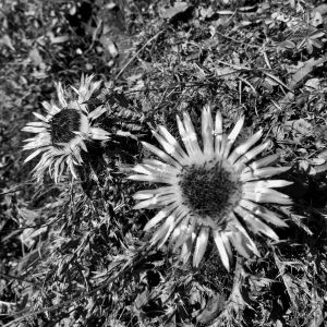 Naturheilpraxis Eva Kremser: Osteopathie